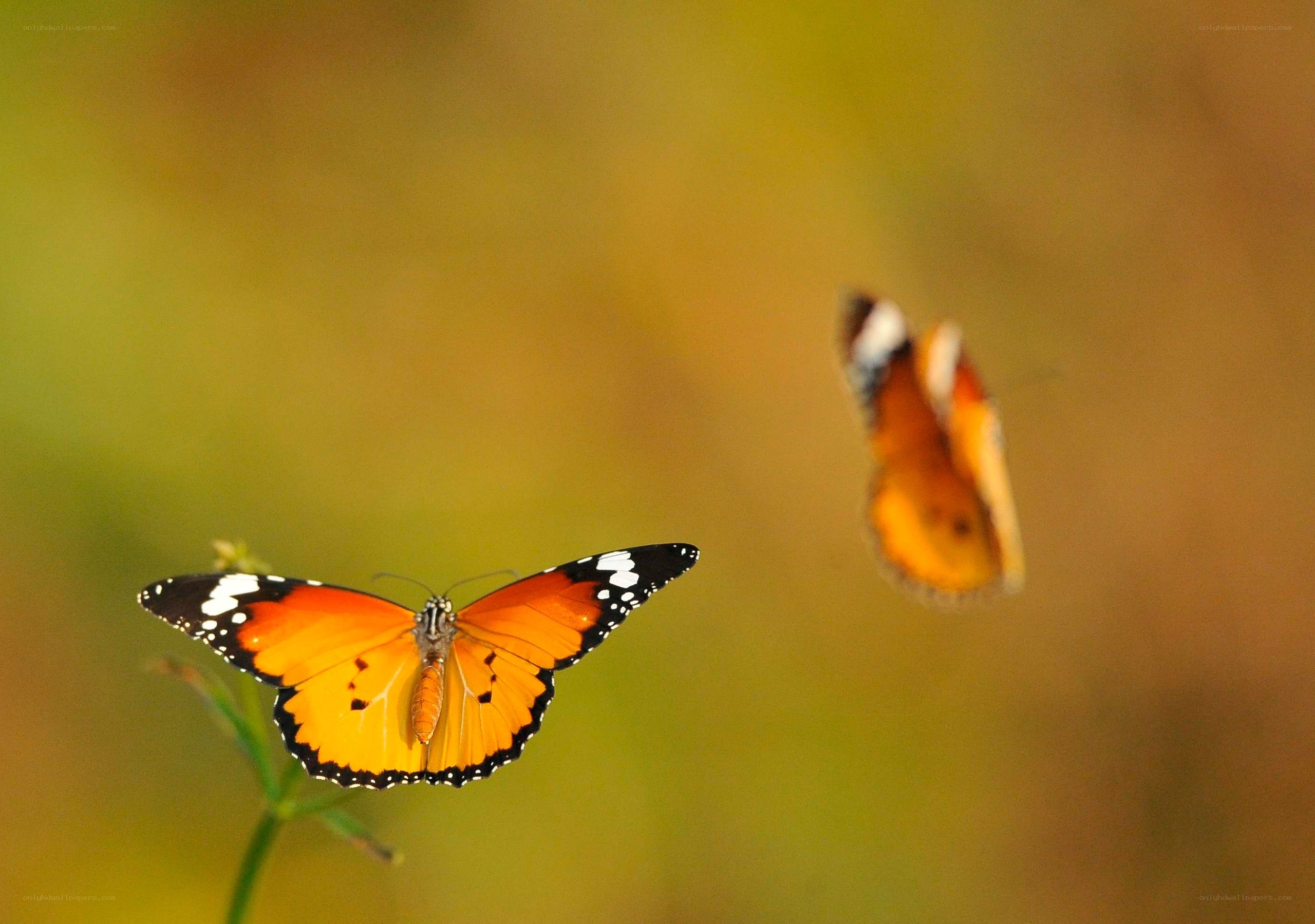 Two orange butterflies in flight