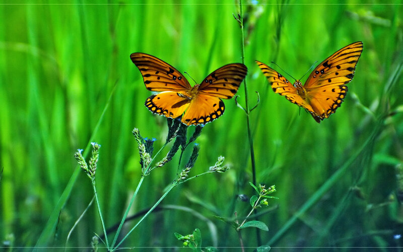 Two orange butterflies in grass