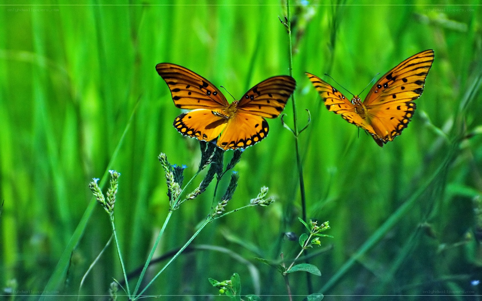 Two orange butterflies in grass