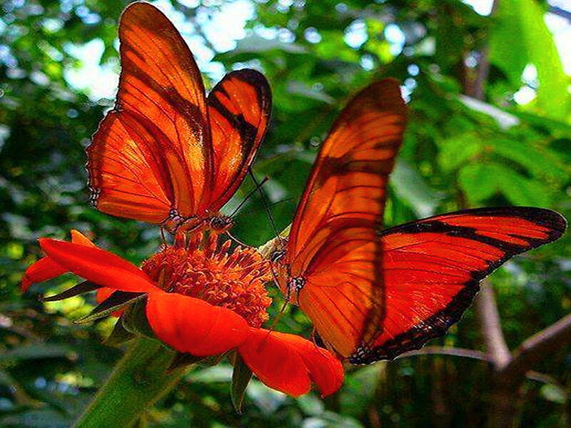Two Orange Butterflies — Natural, Afternoon