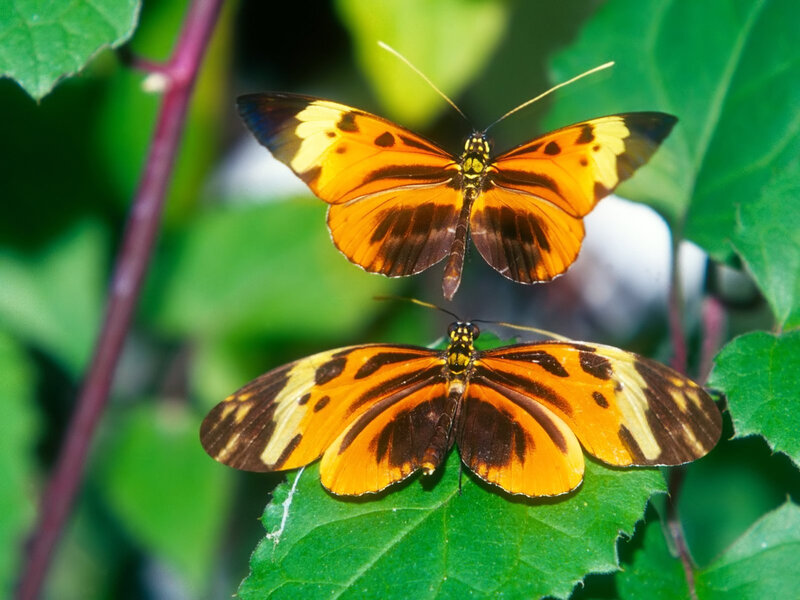 Two Orange Butterflies — Natural