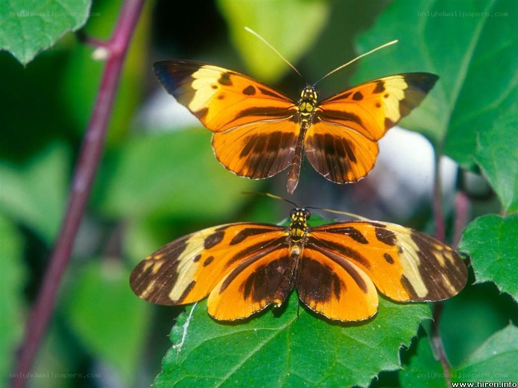 Two orange butterflies on leaves