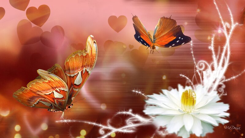 Two Orange Butterflies — Romantic