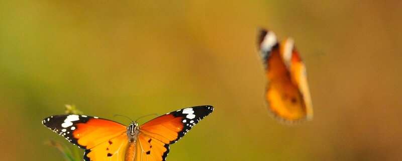 Two Orange Butterflies — Serene, Afternoon, Photograph, Green Background
