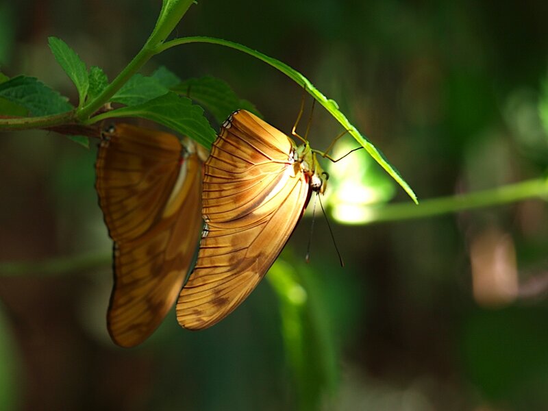 Two Orange Butterflies — Serene, Afternoon, Photograph