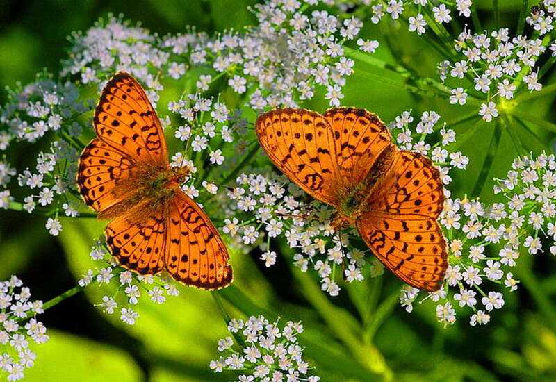 Two Orange Butterflies — Serene, Afternoon