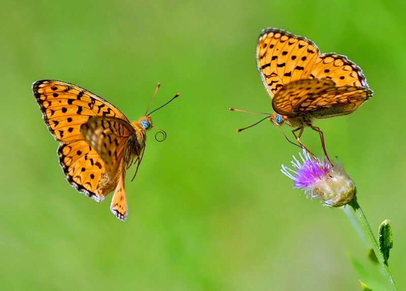 Two Orange Butterflies — Serene
