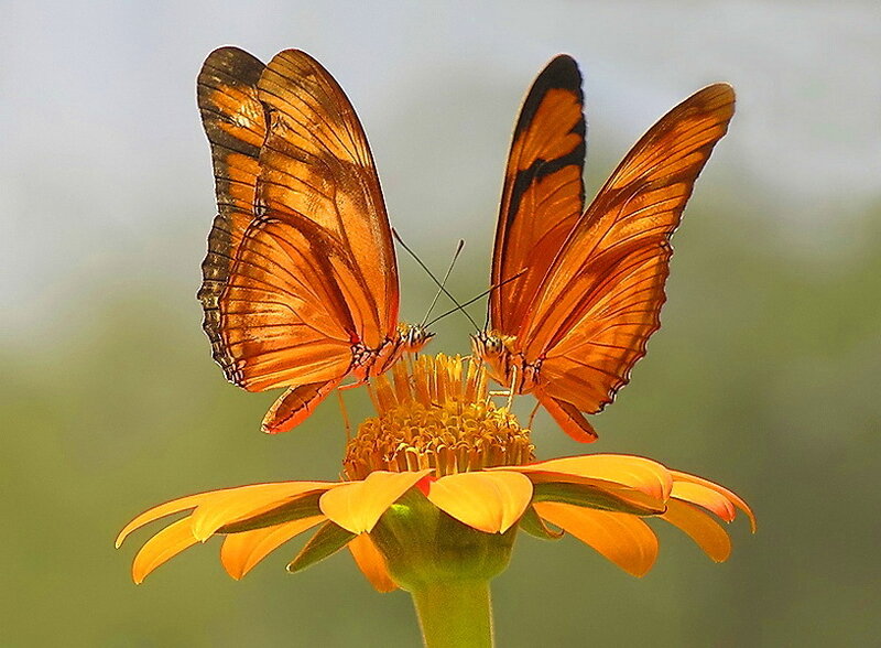 Two Orange Butterflies