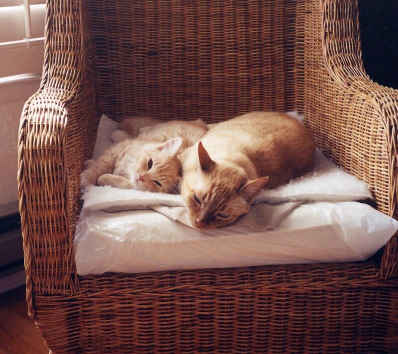 Two Orange Cats — Brown