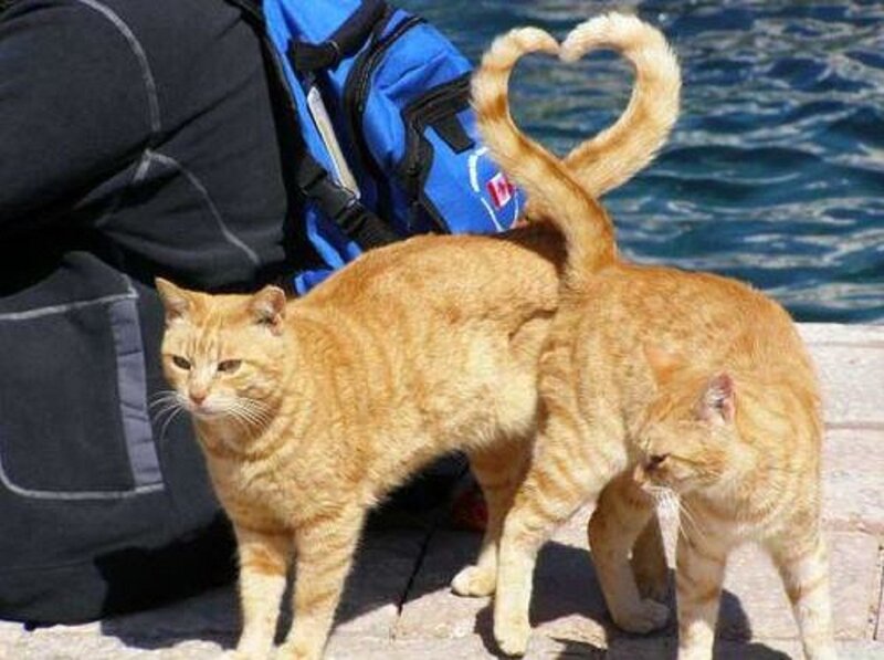 Two Orange Cats — Calm, Afternoon, Photograph, Backpack