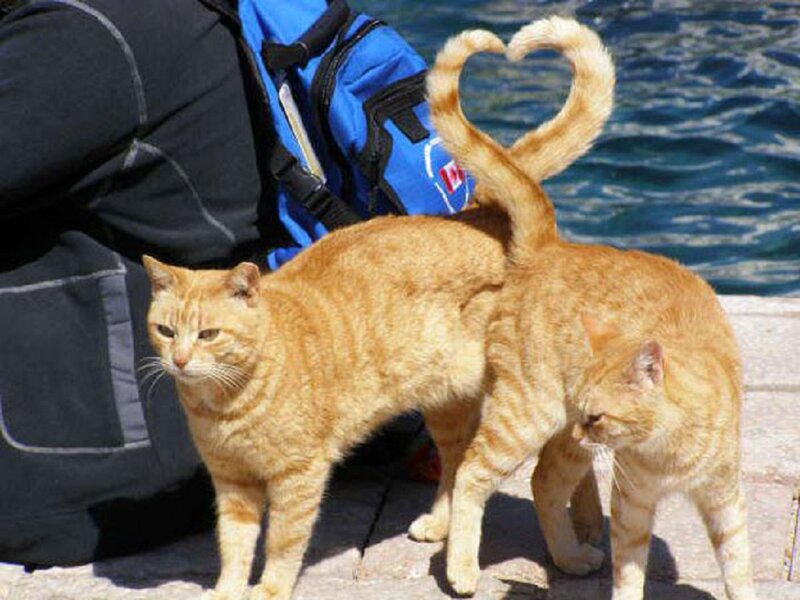 Two Orange Cats — Calm, Afternoon, Photograph, Backpack, Water