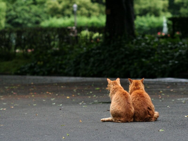 Two Orange Cats — Calm, Afternoon, Photograph, Road