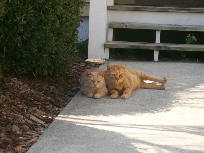 Two Orange Cats — Calm, Afternoon, Photograph