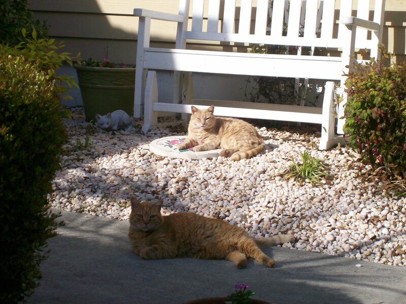 Two Orange Cats — Calm, Afternoon, Photograph, White Bench