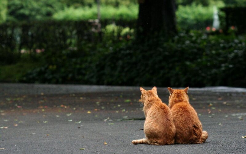 Two Orange Cats — Calm, Afternoon