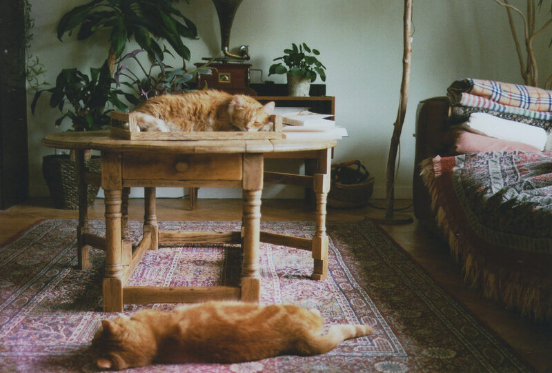 Two Orange Cats — Calm, Photograph, Cat