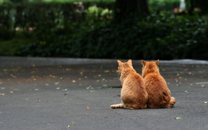 Two Orange Cats — Calm, Photograph