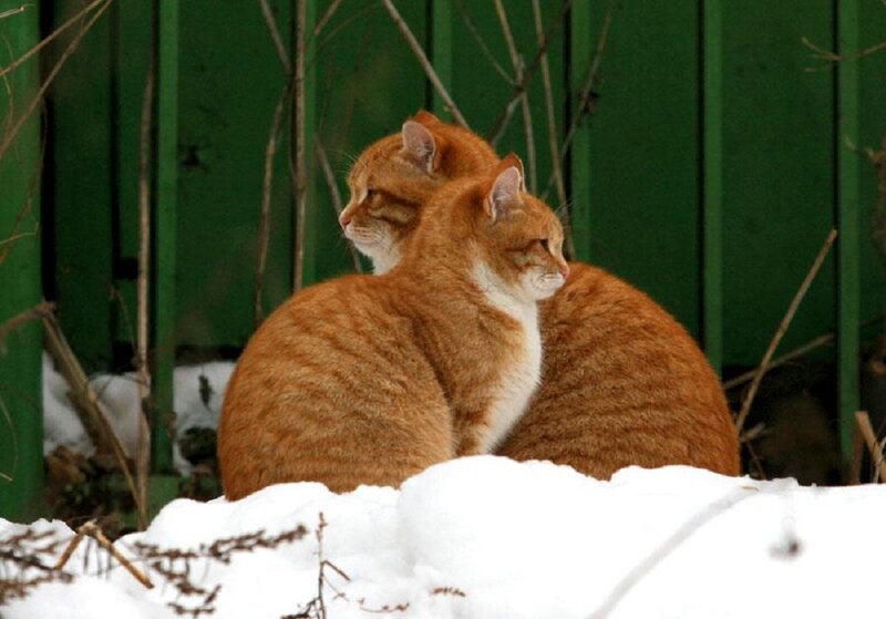 Two Orange Cats — Calm, Winter