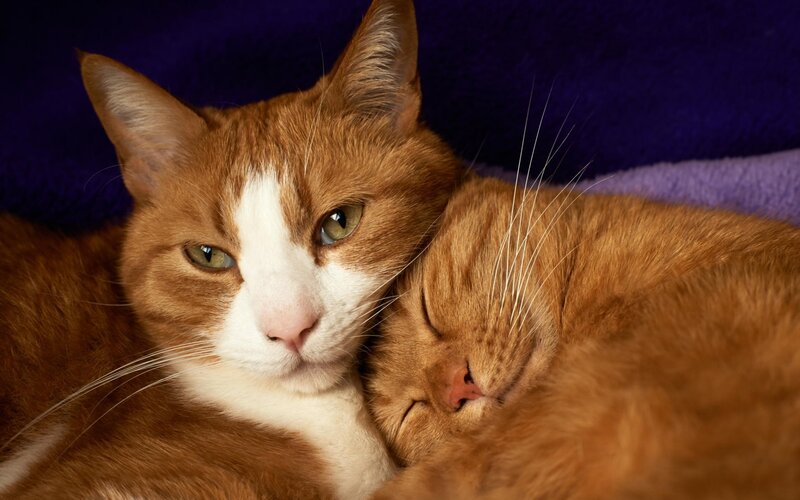 Two Orange Cats Cuddling — Calm, Photograph