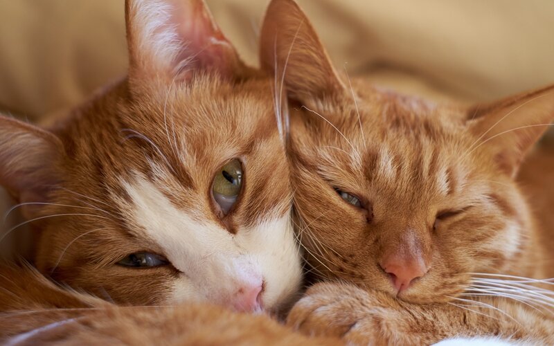 Two orange cats cuddling
