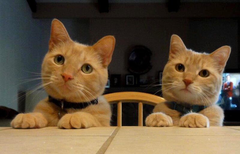 Two Orange Cats — Curious