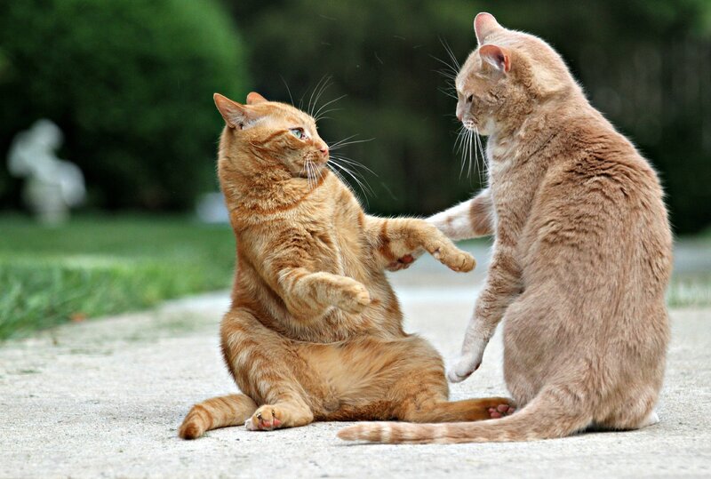 Two Orange Cats Fighting