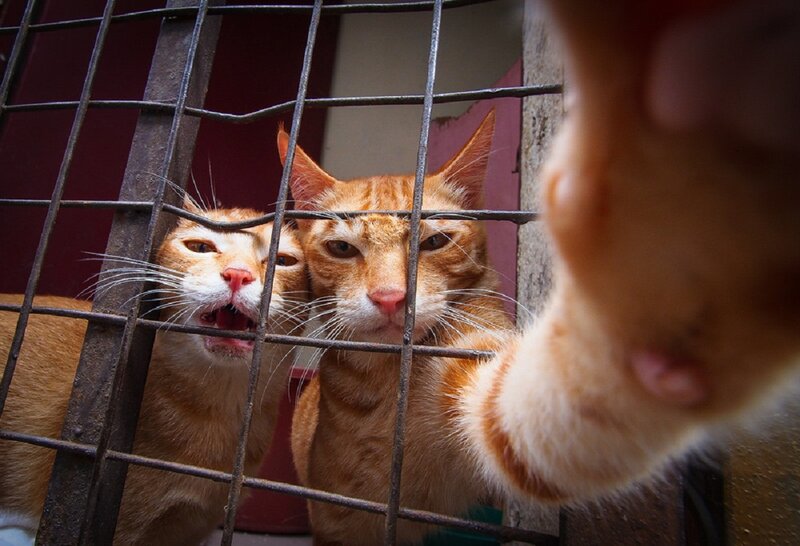Two Orange Cats in Cage