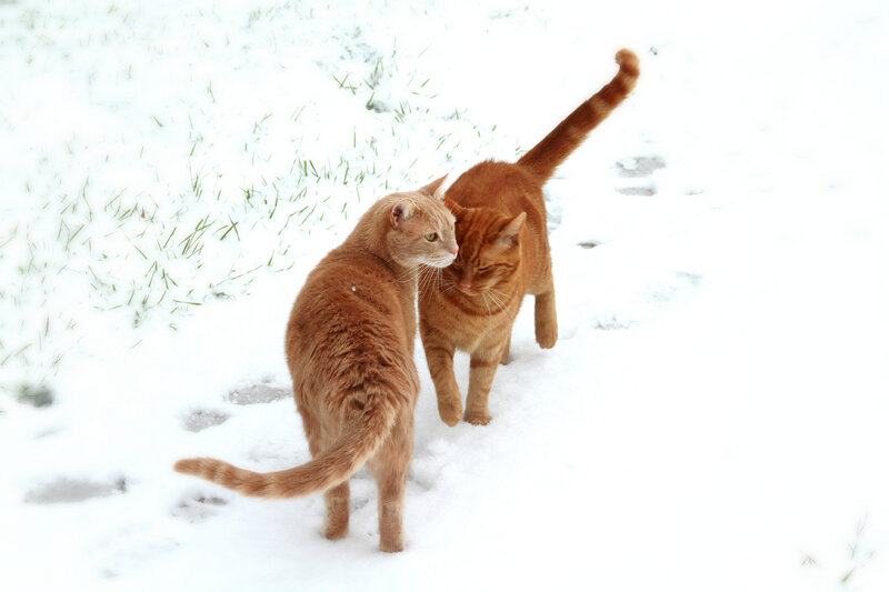 Two Orange Cats in Snow — Calm