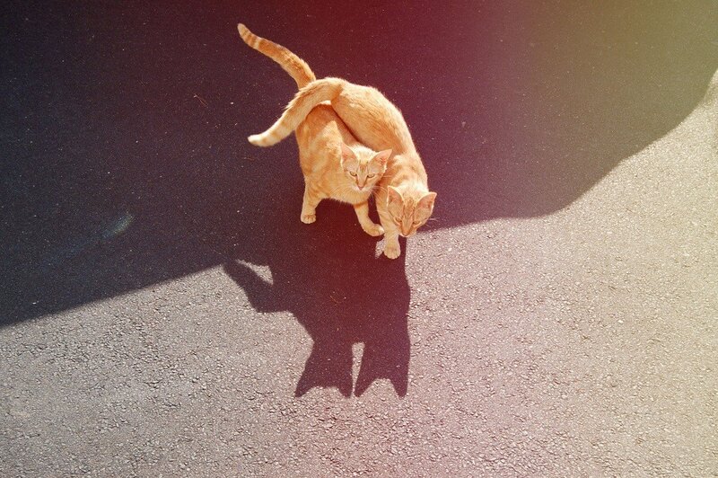 Two Orange Cats Mating