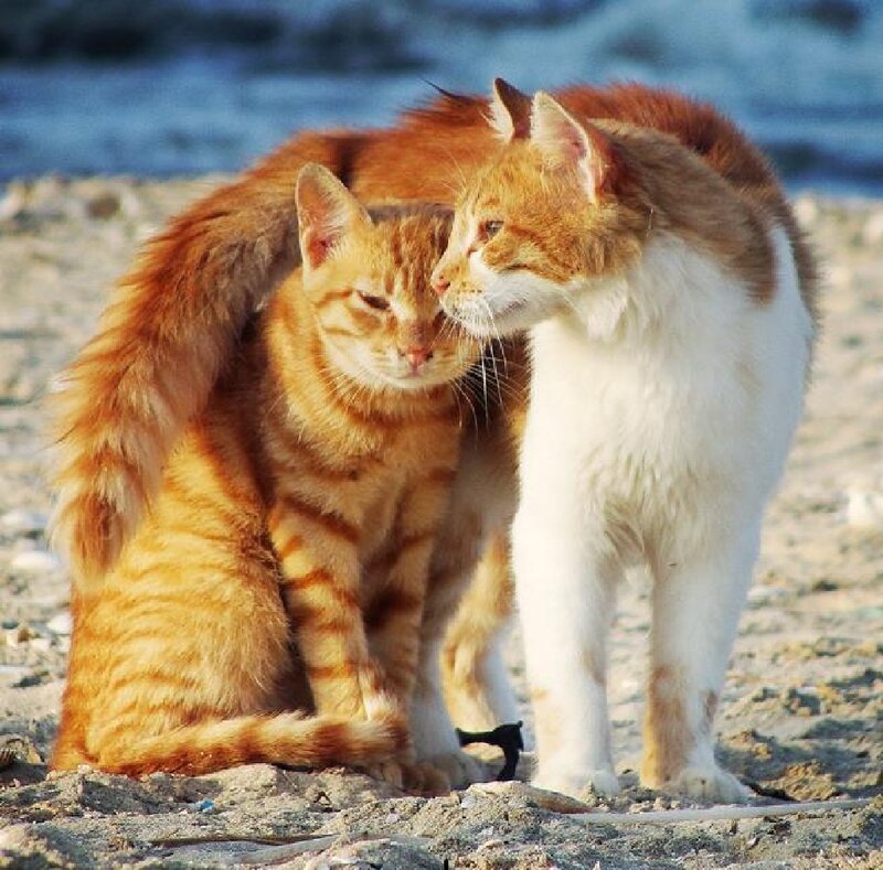 Two Orange Cats on Beach