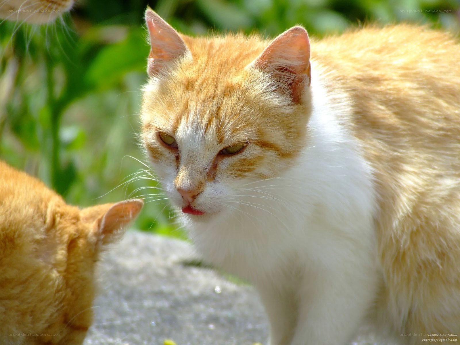 Two orange cats outdoors