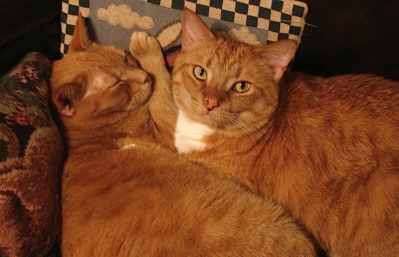 Two orange cats resting together