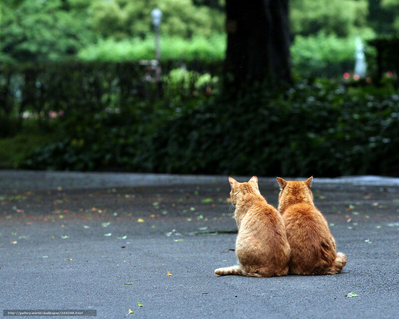 Two Orange Cats — Serene, Photograph