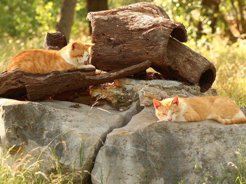 Two Orange Cats — Serene