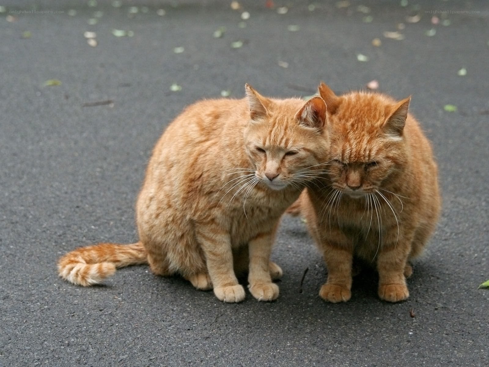 Two orange cats sitting together