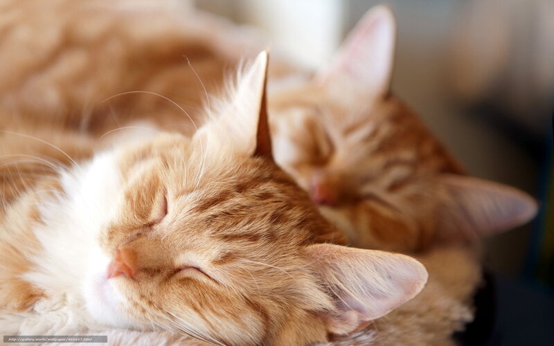Two Orange Cats Sleeping — Peaceful, Photograph, Fluffy