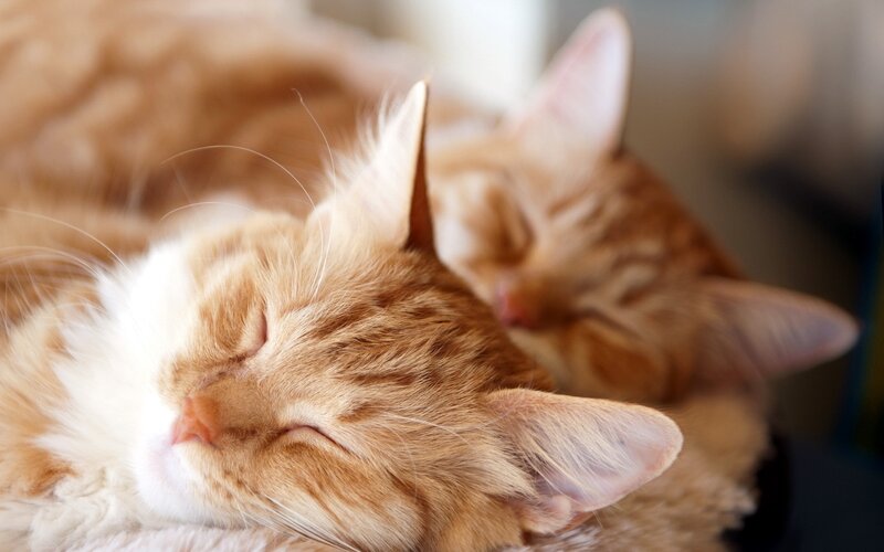 Two Orange Cats Sleeping — Peaceful, Photograph