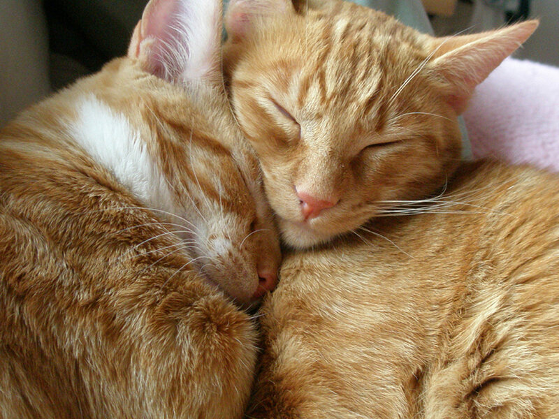 Two Orange Cats Sleeping — Peaceful
