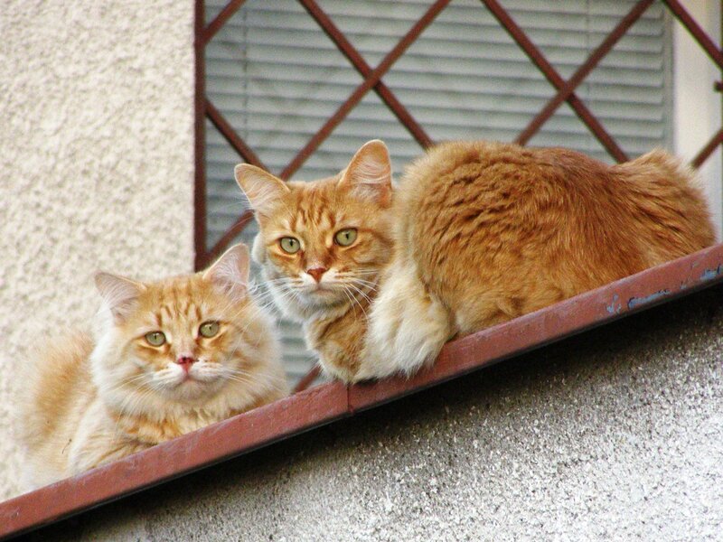 Two Orange Cats