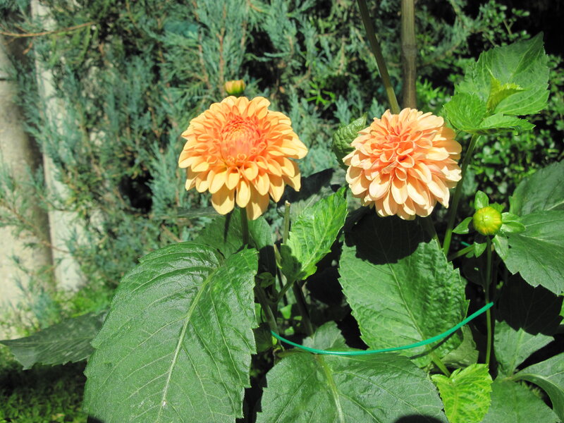 Two Orange Dahlias — Serene