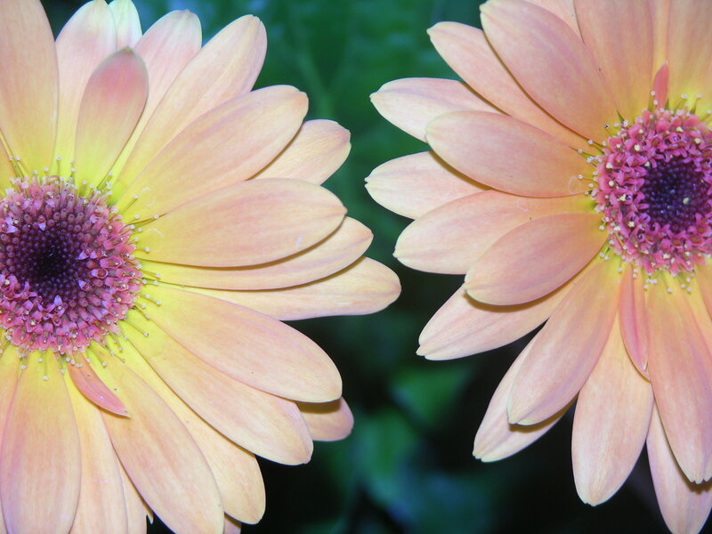 Two Orange Daisies — Calm
