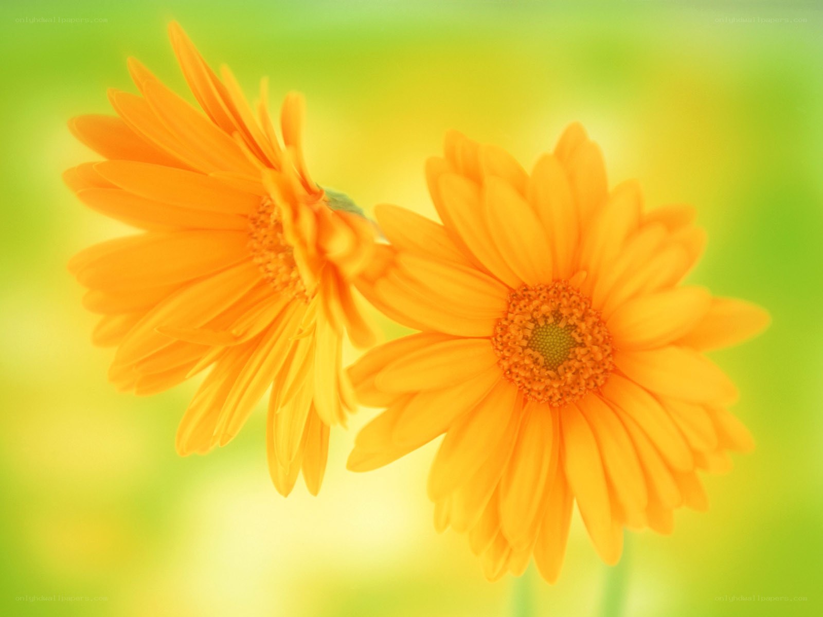 Two orange daisies in bloom