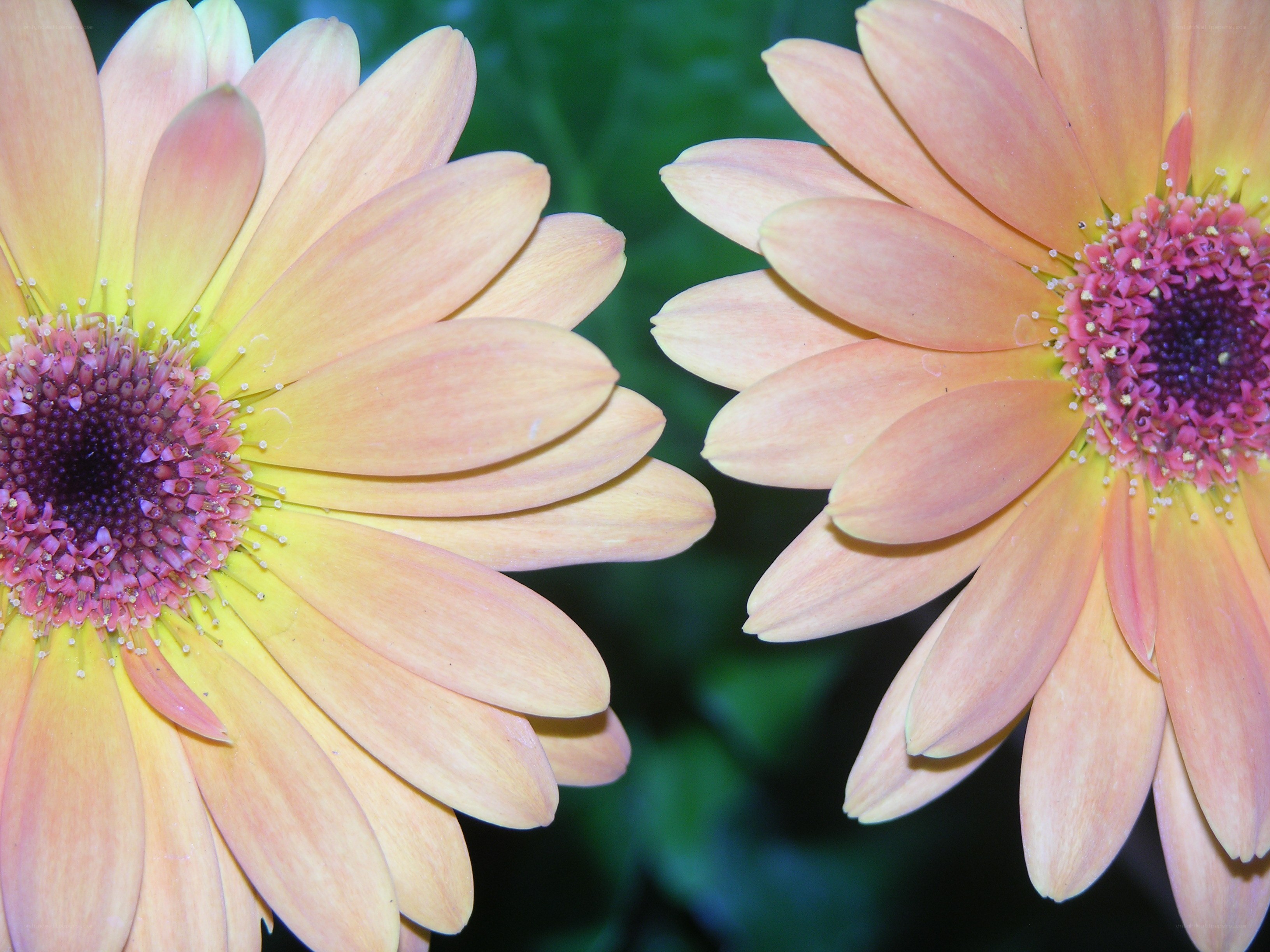 Two orange daisies in bloom