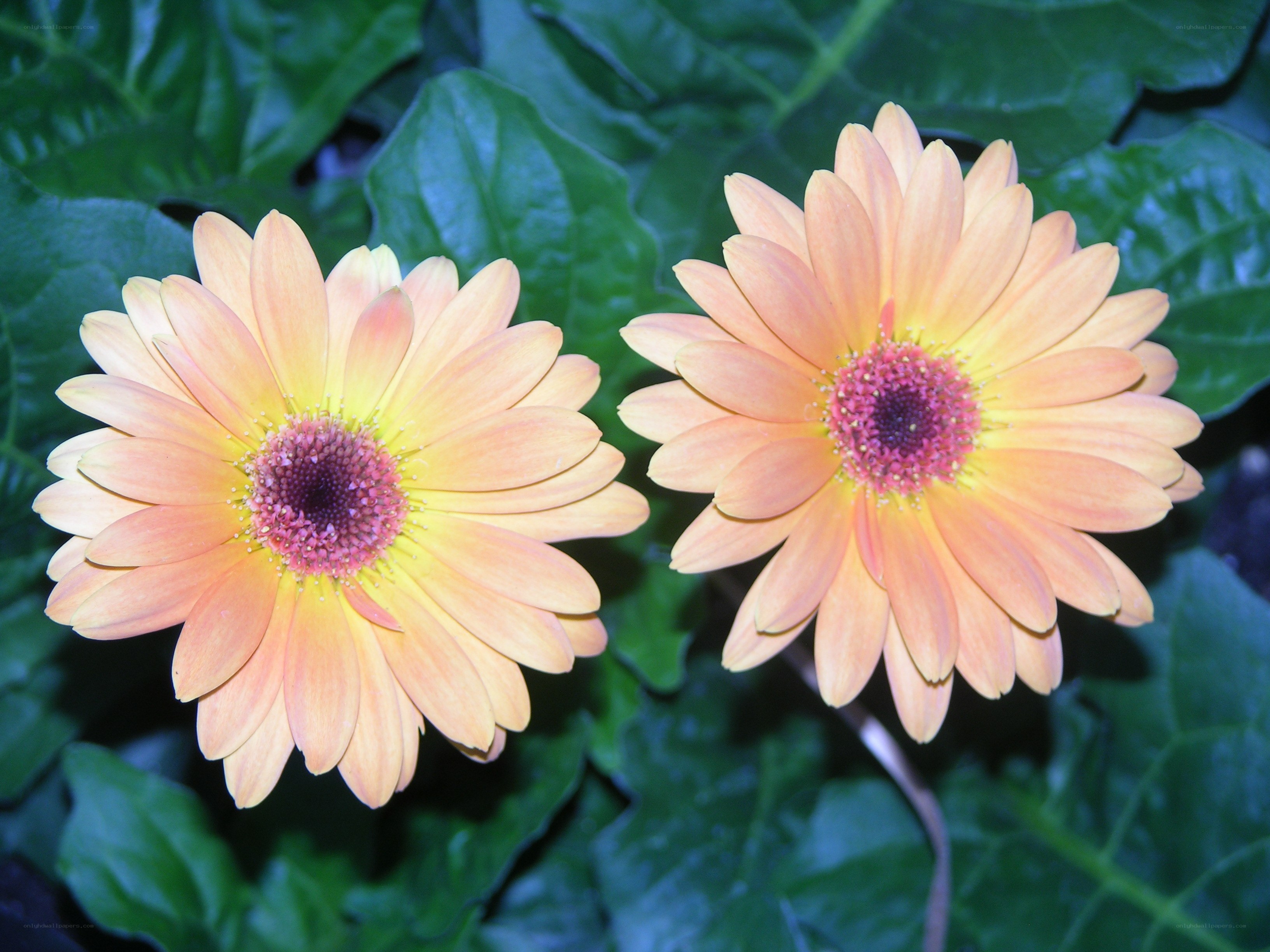 Two orange daisies in bloom