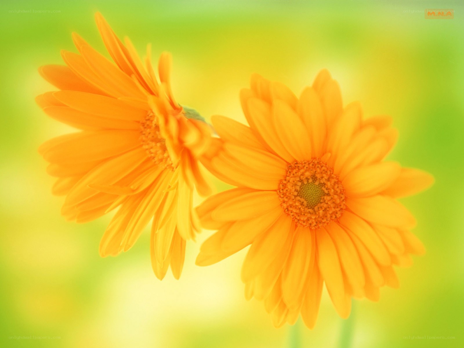 Two orange daisies in bloom