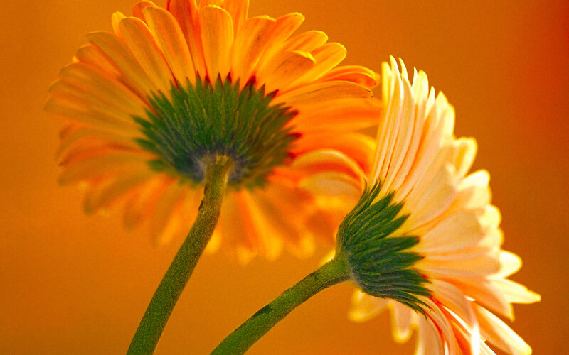 Two orange daisies in sunlight