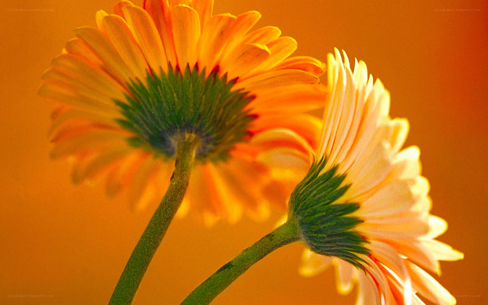 Two orange daisies in sunlight