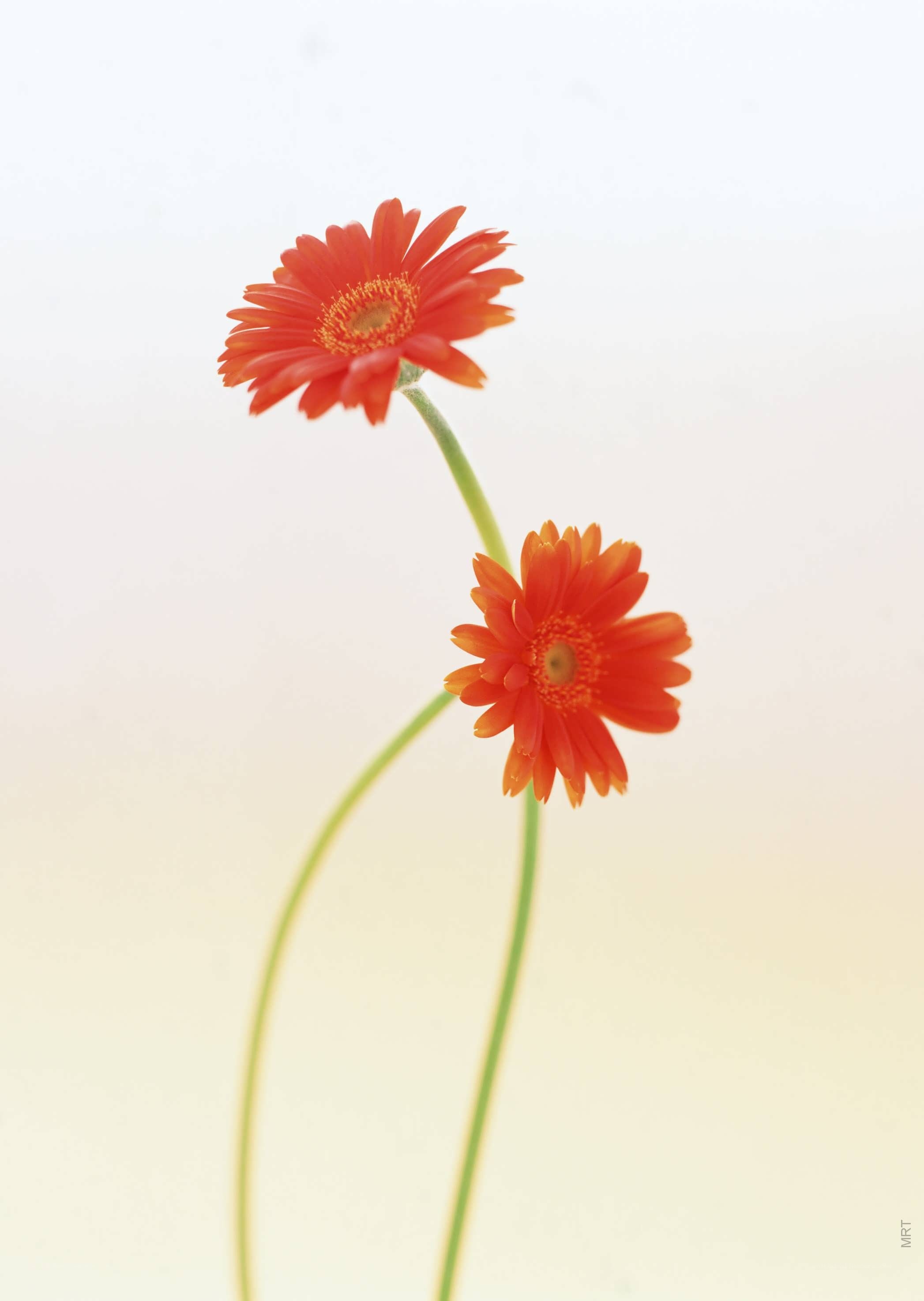 Two orange daisies on stems