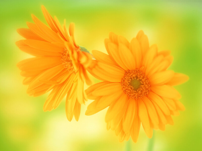 Two Orange Daisies — Serene, Photograph, Green Background