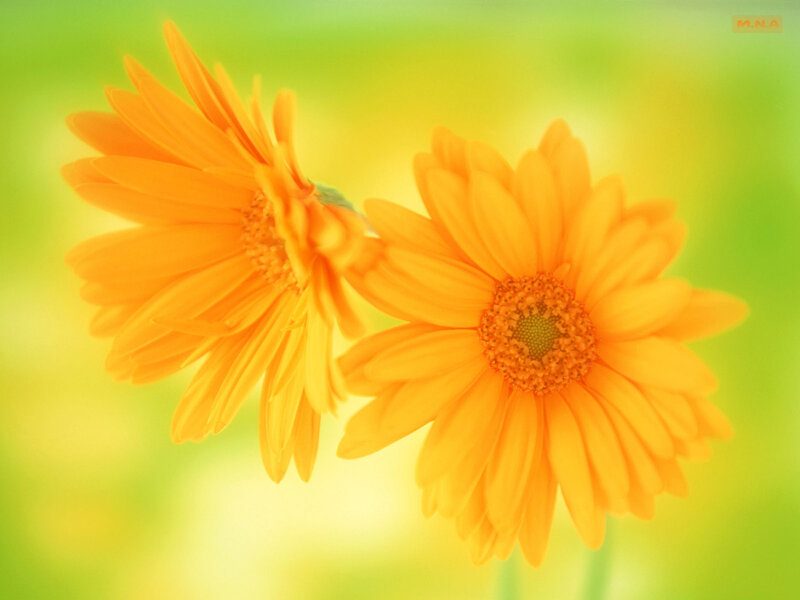 Two Orange Daisies — Serene, Photograph